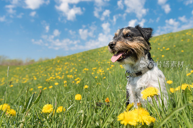 小狗坐在盛开的蒲公英草地上，春天的毛发风格粗糙-杰克罗素梗狗狗- 2岁